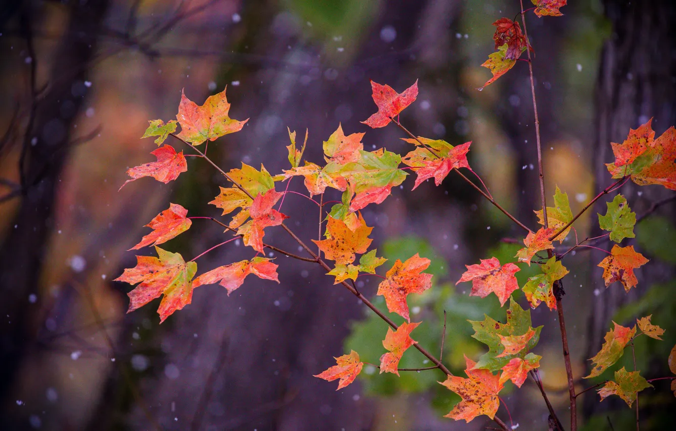 Фото обои осень, листья, снег, клён, деревце