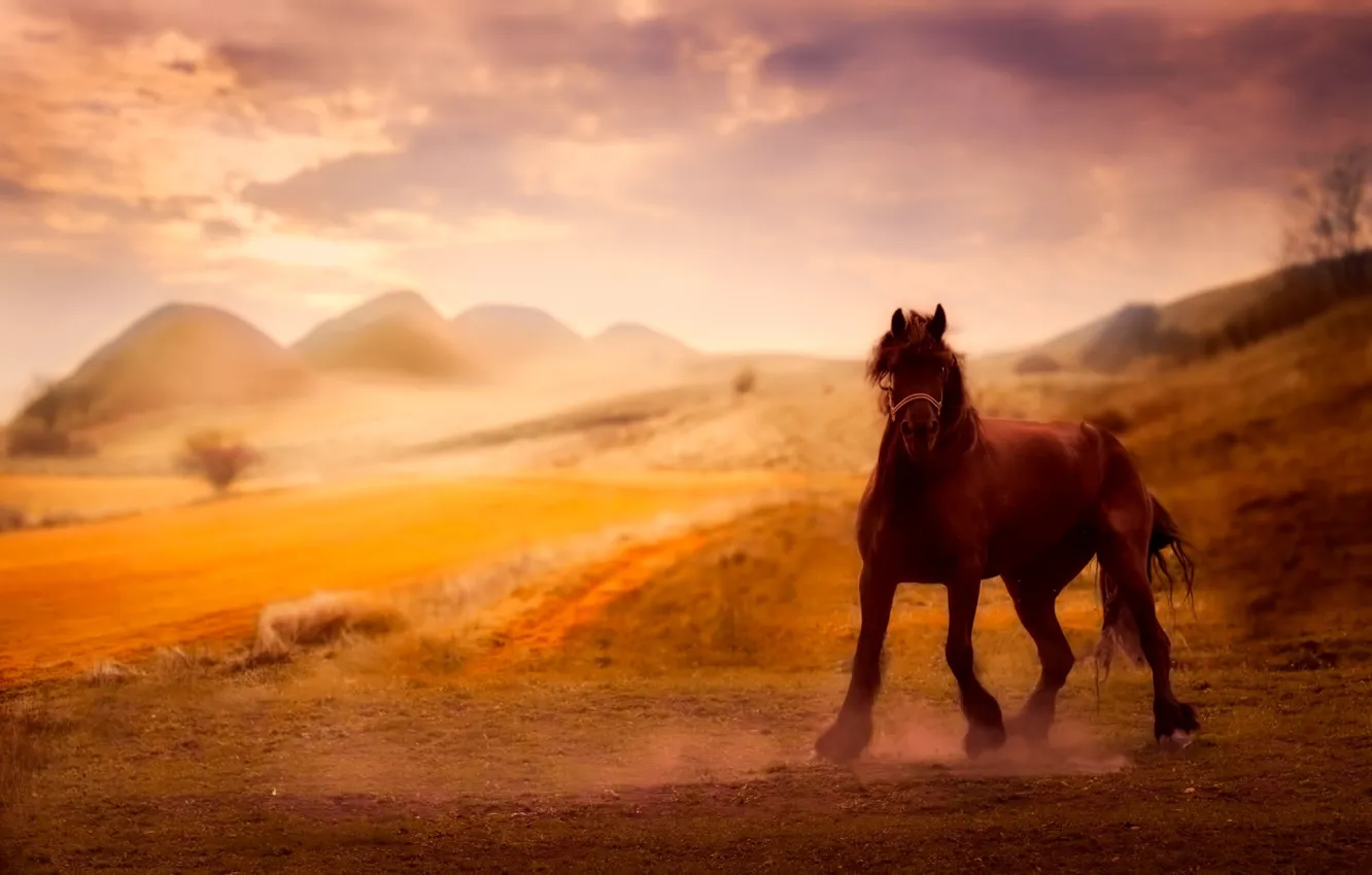 Фото обои природа, фон, конь, лошадь