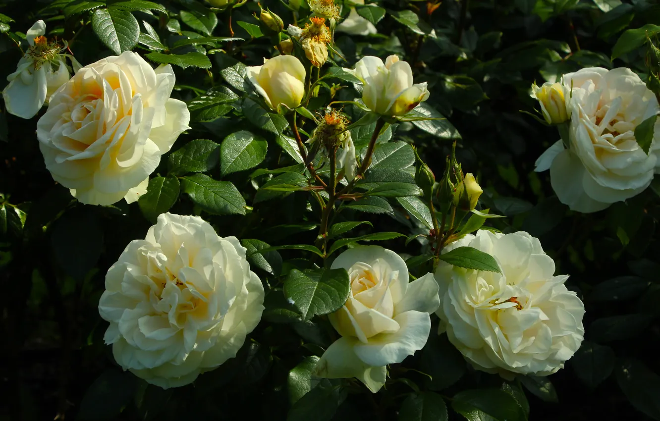Фото обои white, roses, blooming