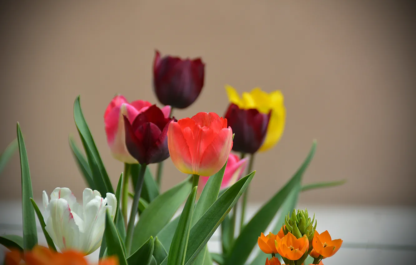 Фото обои Весна, Тюльпаны, Spring, Боке, Tulips, Bokeh