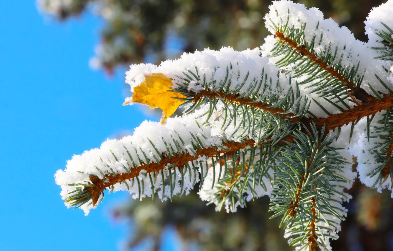 Фото обои snow, pine, twig