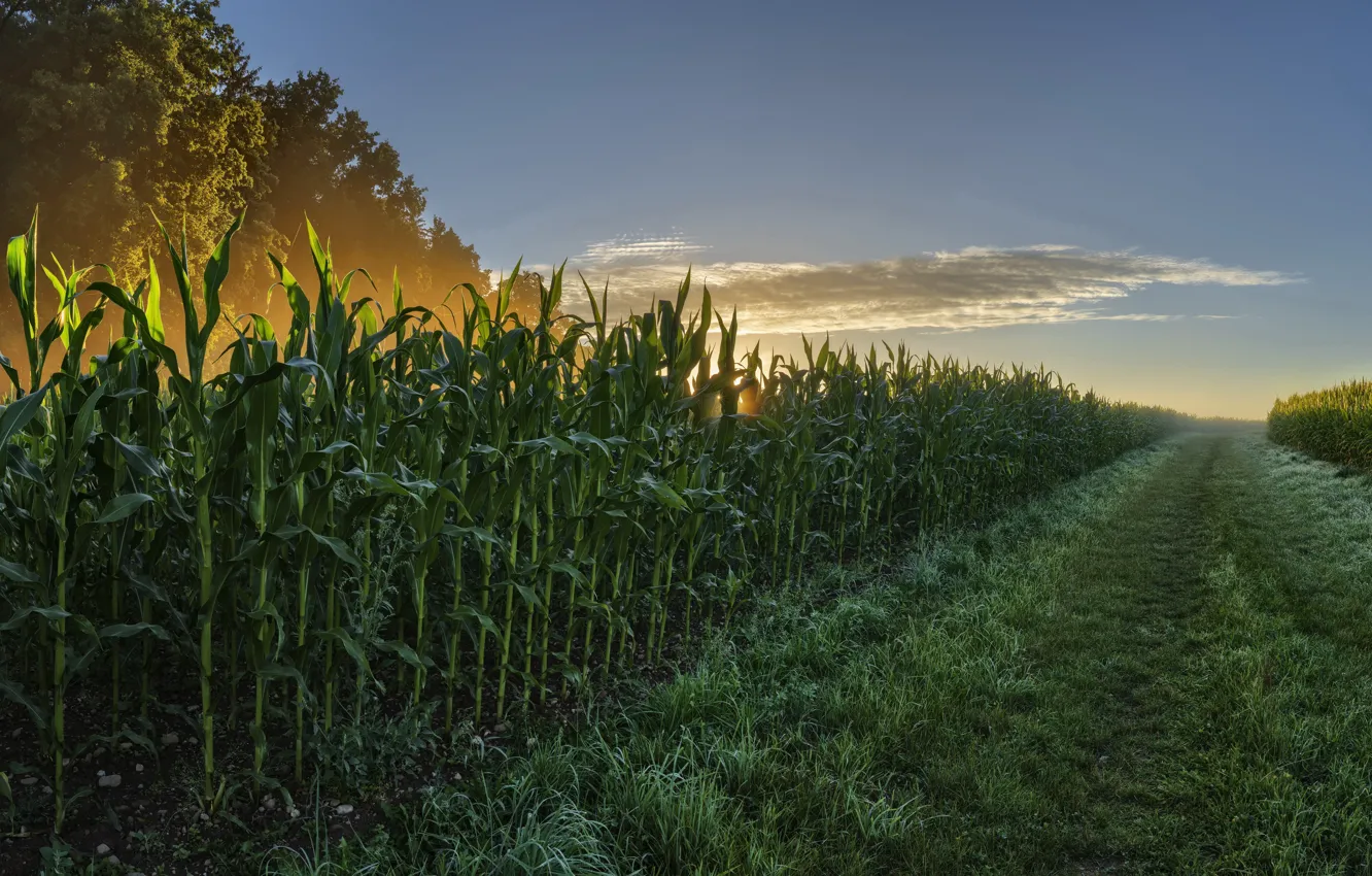 Фото обои лето, кукуруза, утро