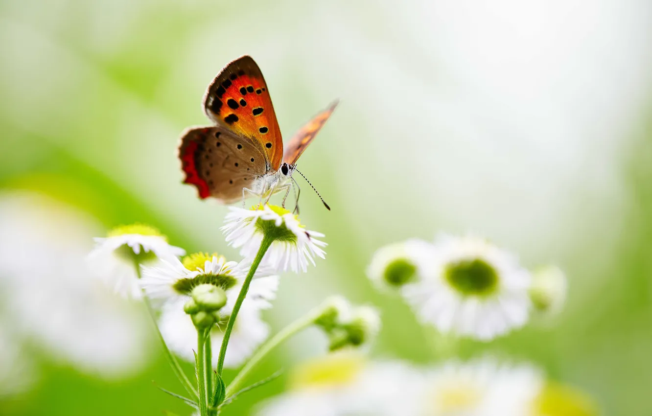 Фото обои бабочки, цветы, крылья, боке