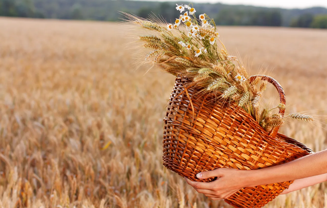 Фото обои field, hands, wheat, basket