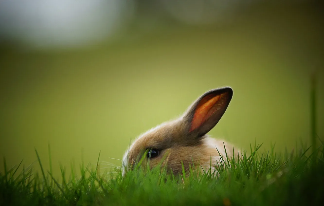 Фото обои трава, фон, заяц, кролик, зайчик, прячется