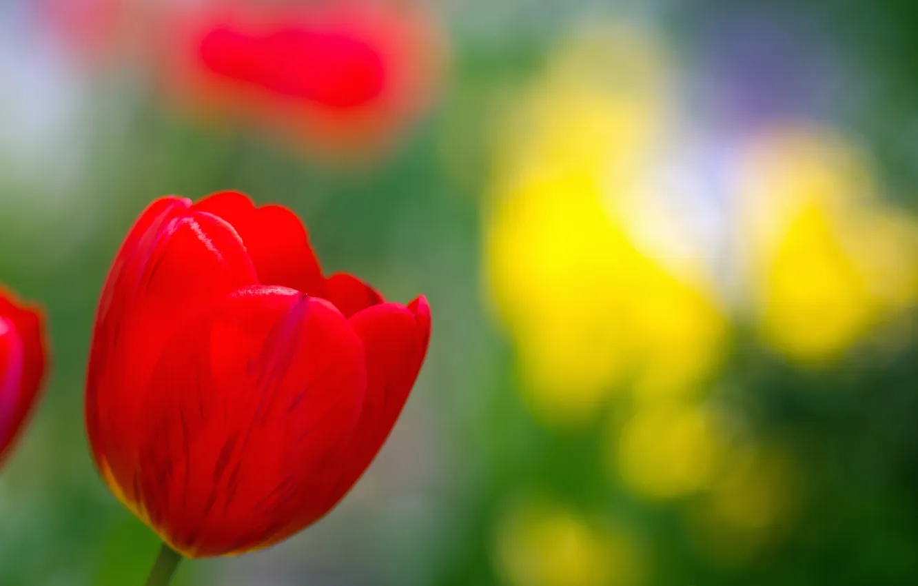 Фото обои лето, природа, цвет, тюльпаны