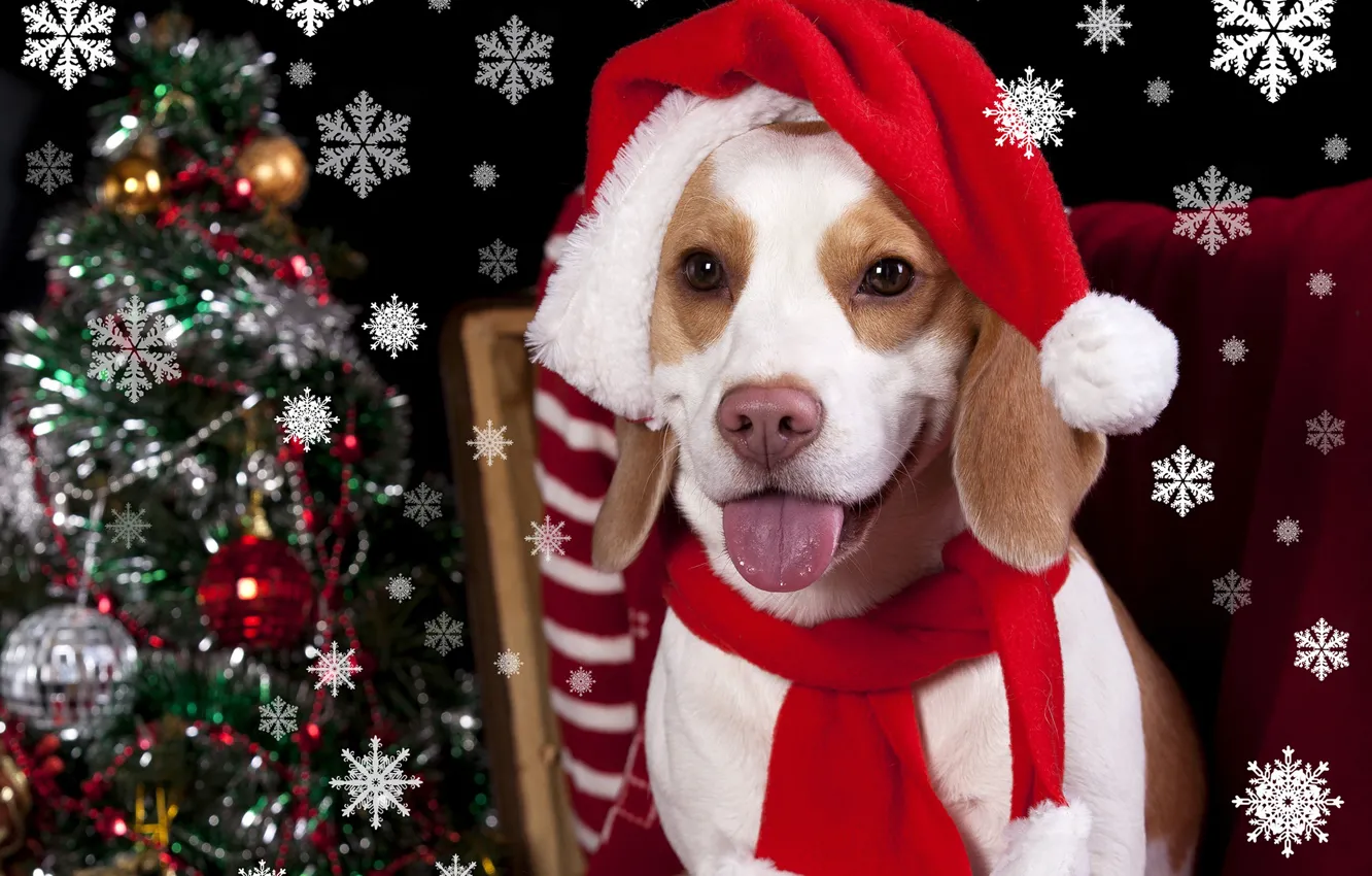Фото обои тепло, шапка, елка, собака, Новый год, Christmas, winter, dogs