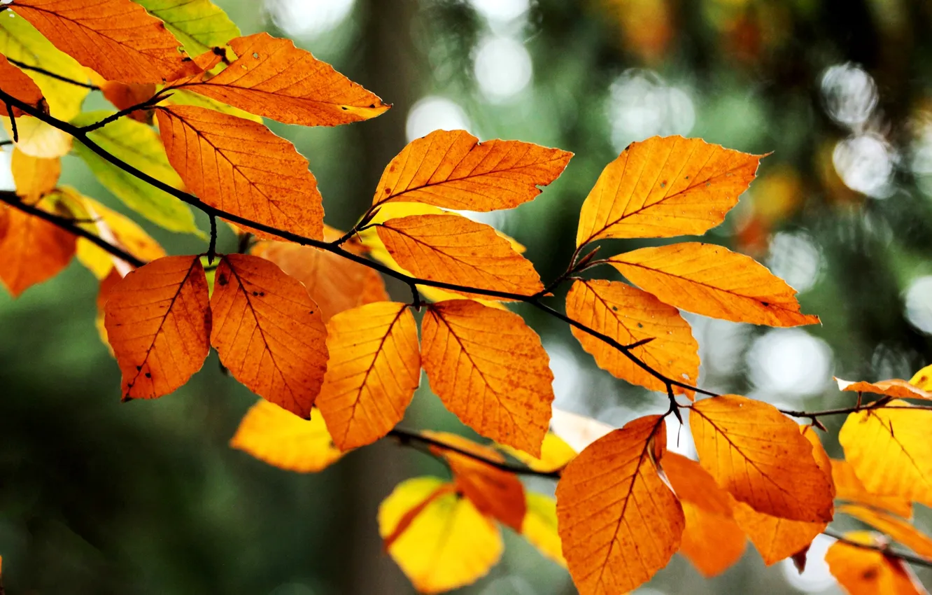 Фото обои осень, листья, природа, дерево, ветка, желтые, оранжевые, боке