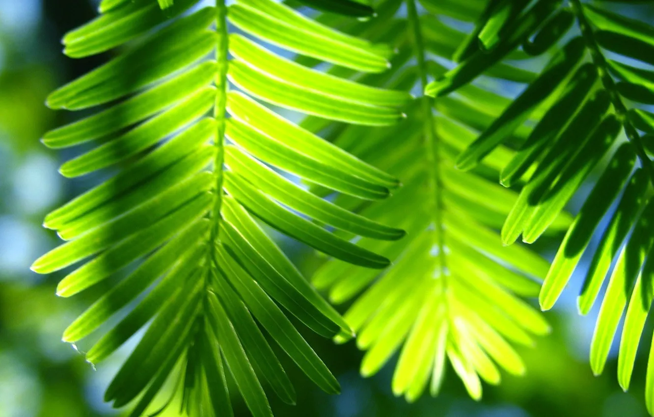 Фото обои листья, зеленая фигня, пальма