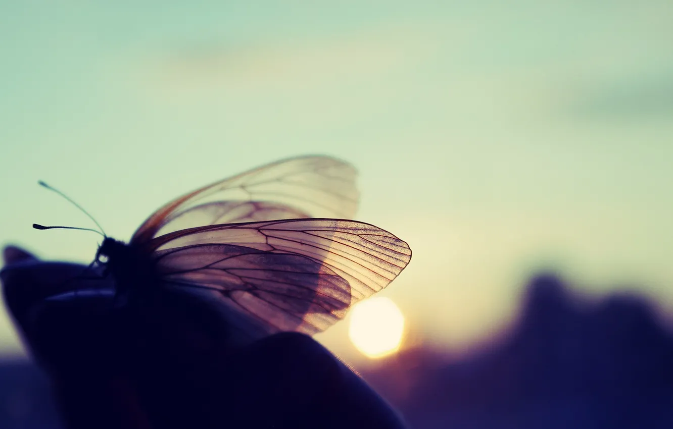 Фото обои солнце, бабочки, закат, природа, Макро