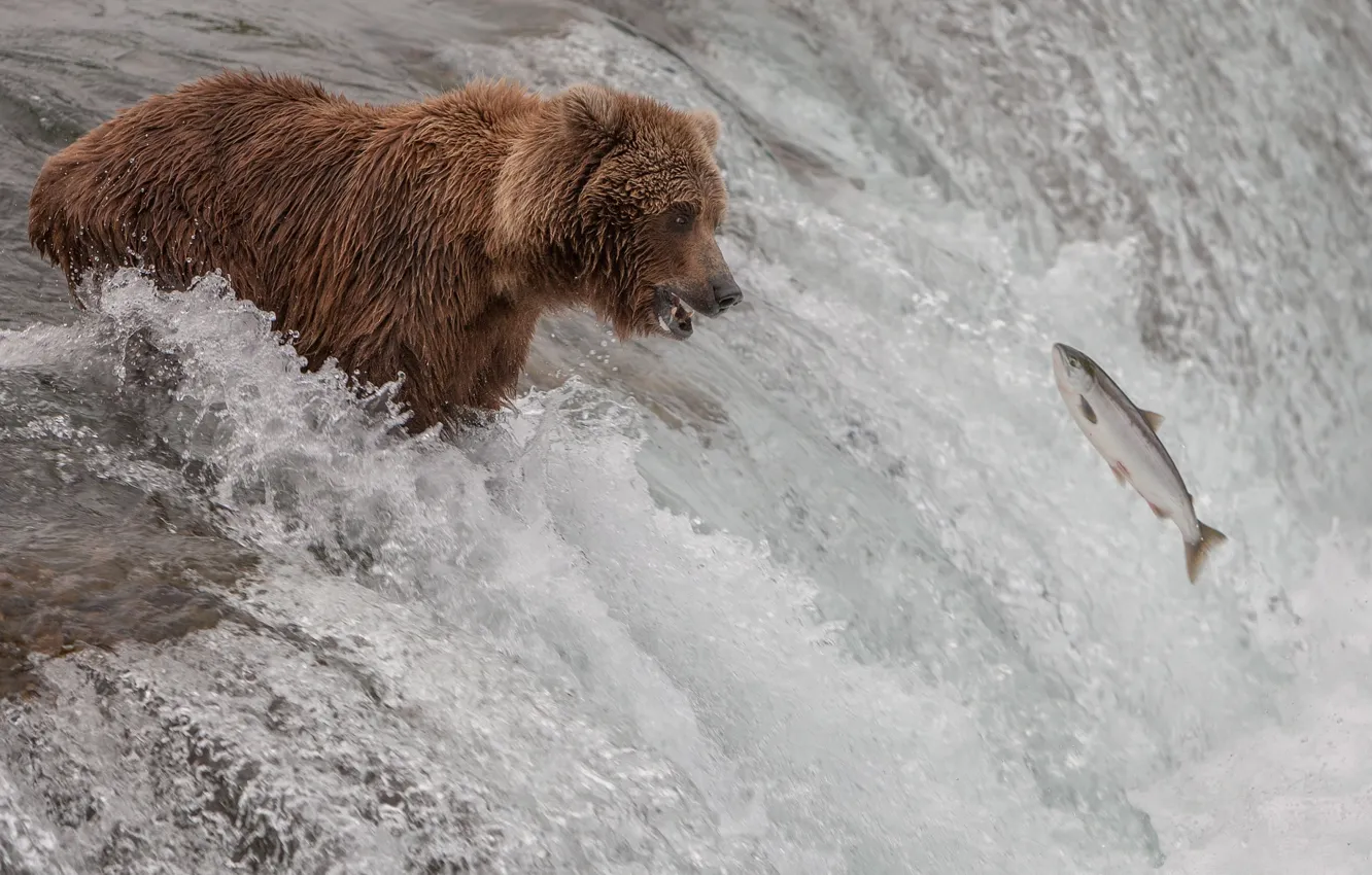 Фото обои река, поток, рыба, медведь