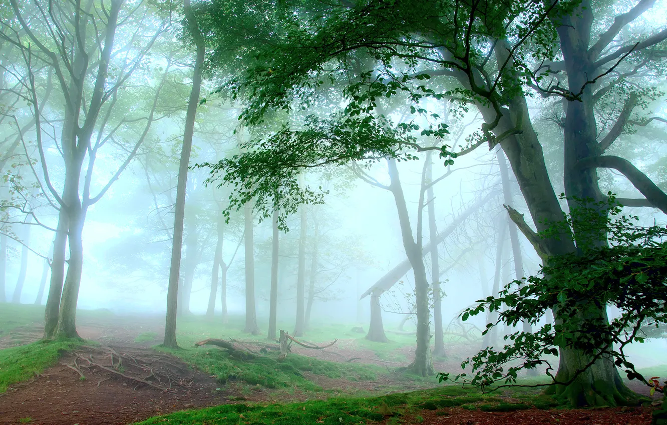 Фото обои зелень, лес, белый, трава, свет, деревья, природа, дымка