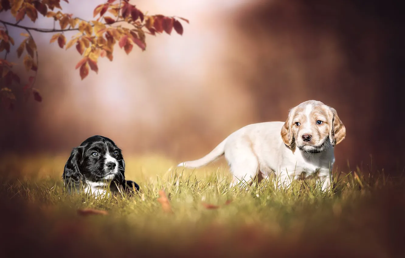 Фото обои собаки, щенки, парочка, боке, пёсики
