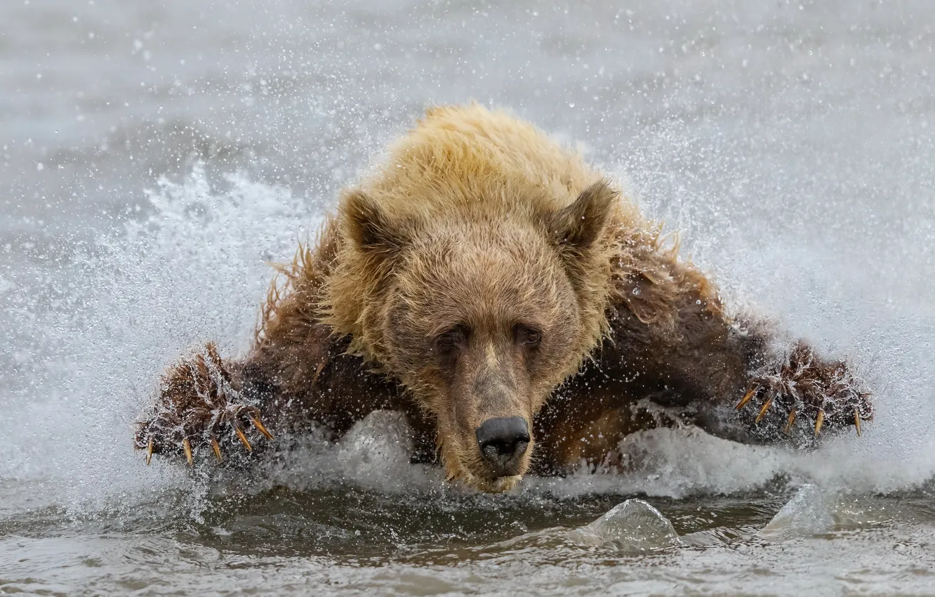 Фото обои вода, медведь, зверь