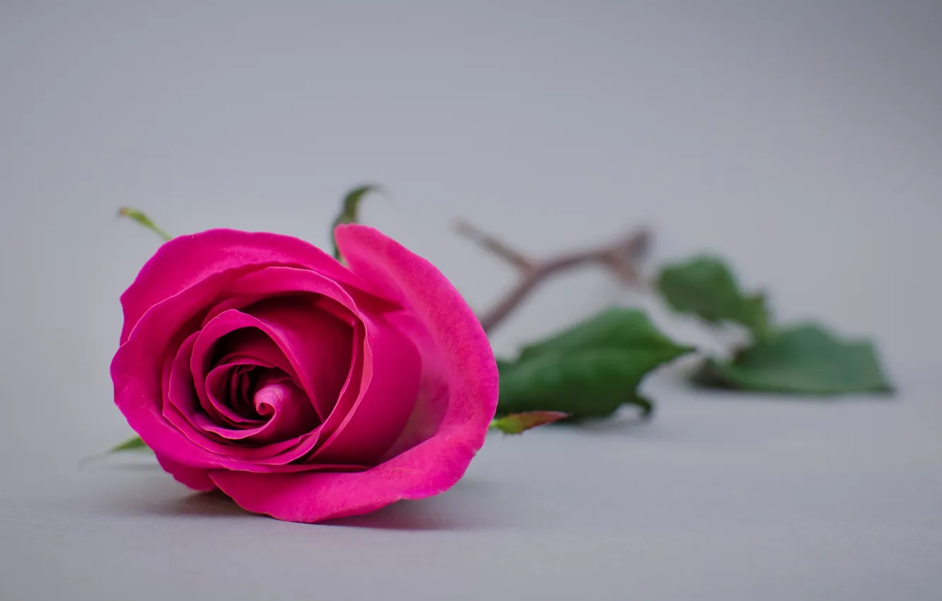 Фото обои цветы, фон, widescreen, обои, розовая, роза, лепестки, стебель
