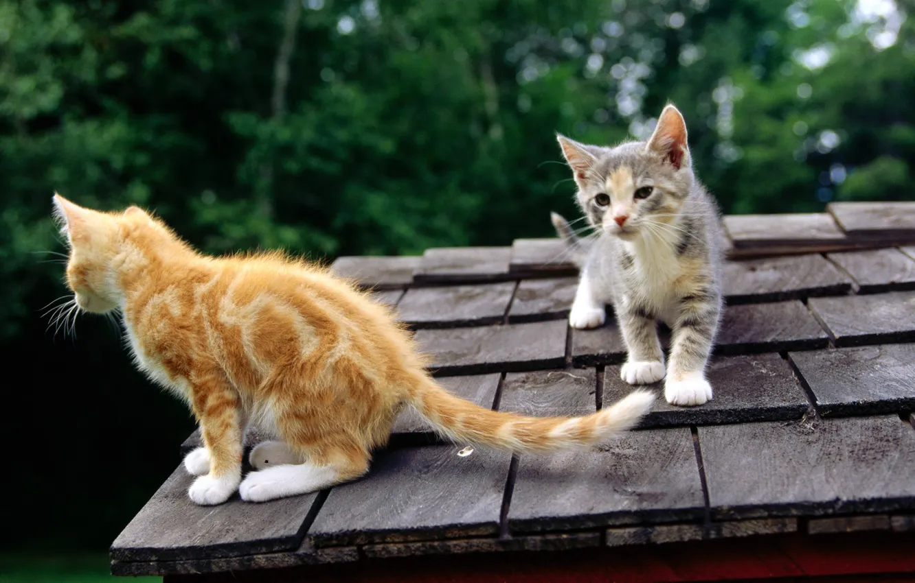 Фото обои крыша, морда, кошки, рыжий