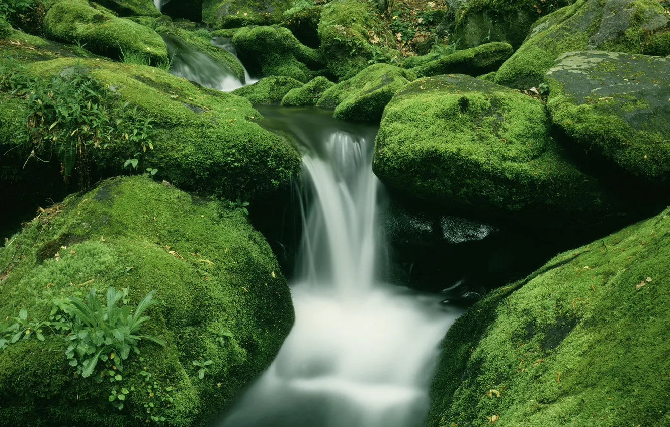 Фото обои лес, вода, ручей, камни, водопад, мох, поток, зеленое
