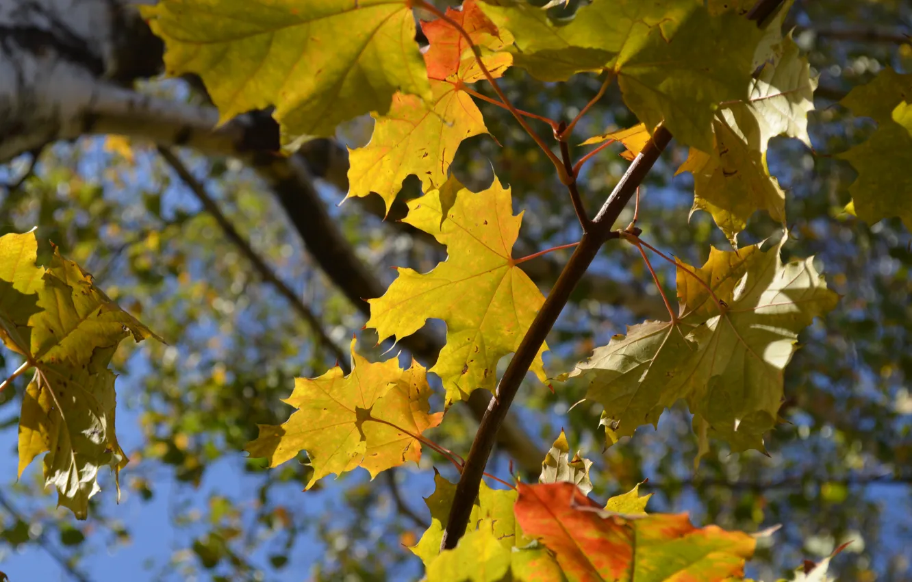 Фото обои осень, листья, синий фон