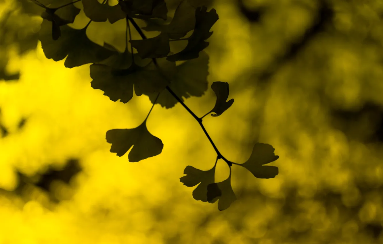 Фото обои листья, макро, желтый, зеленый, фон, widescreen, обои, размытие