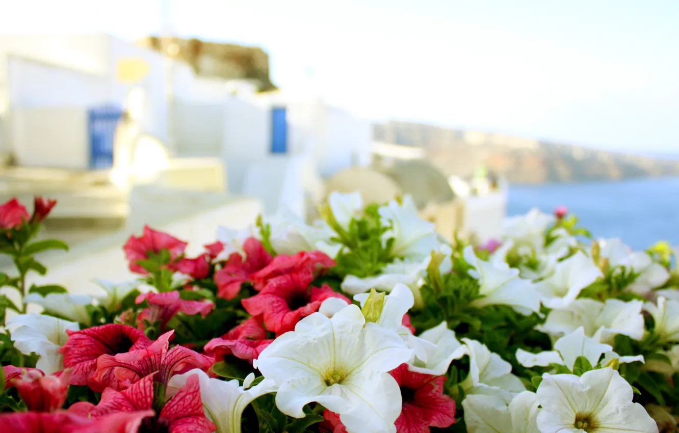 Фото обои море, лето, солнце, цветы, Греция