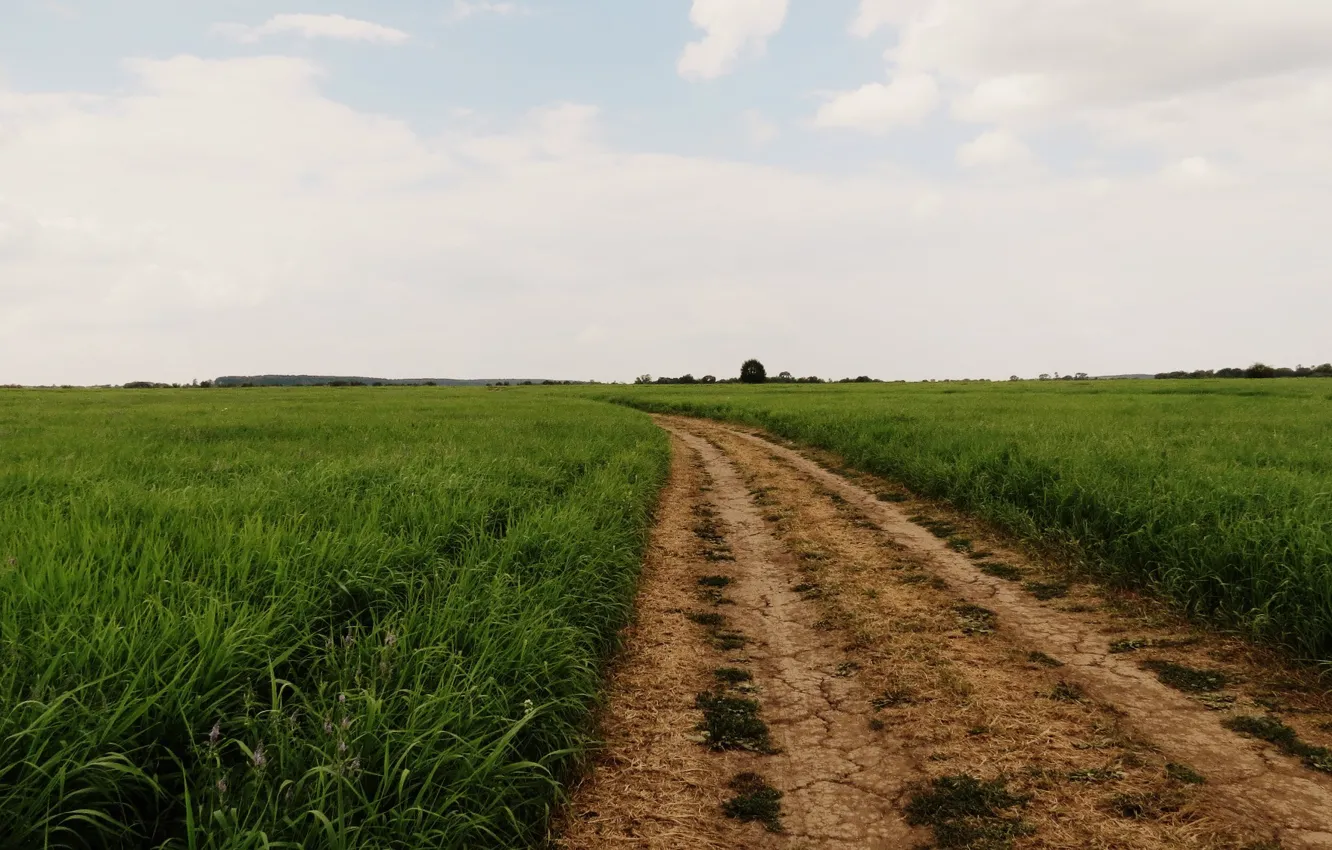 Фото обои дорога, поле, лето, трава, природа, обои