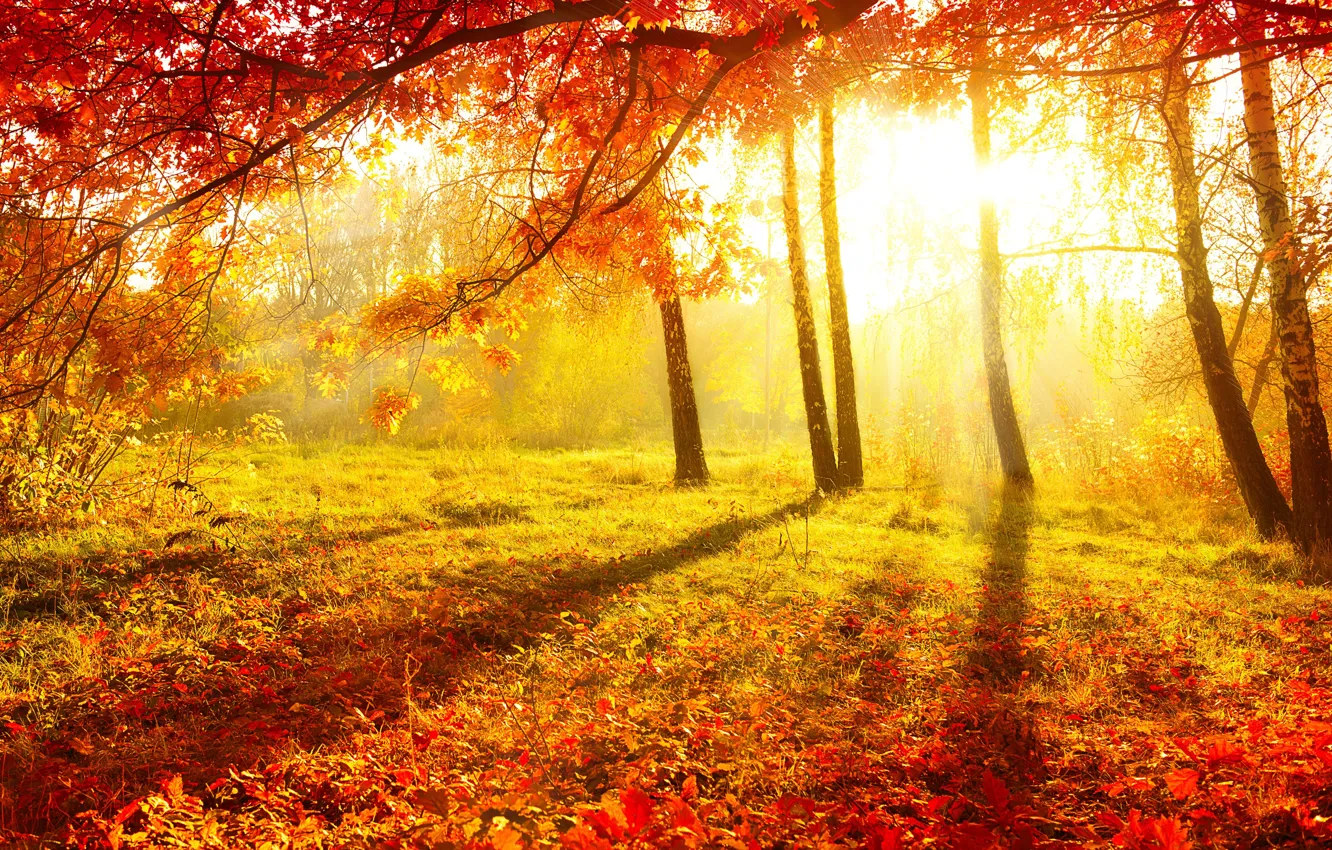 Фото обои осень, лес, трава, листья, солнце, свет, деревья, природа