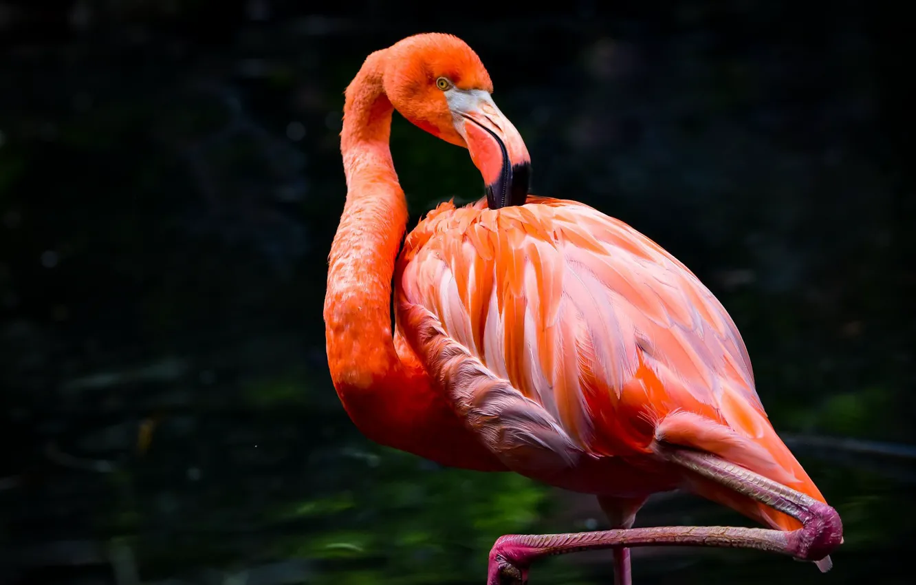 Фото обои поза, темный фон, птица, фламинго, водоем, розовый фламинго