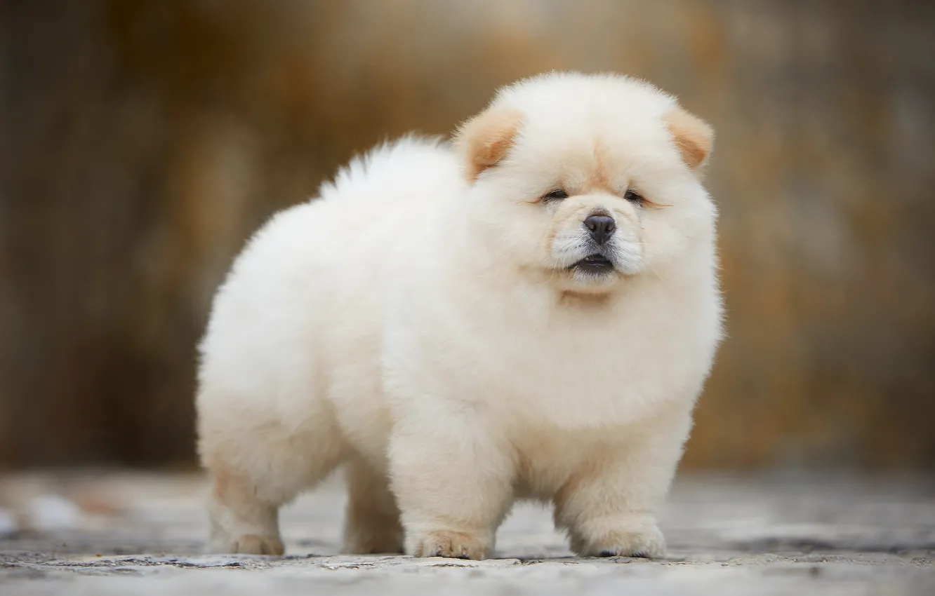 Фото обои белый, фон, собака, светлый, пушистый, малыш, мордочка, щенок