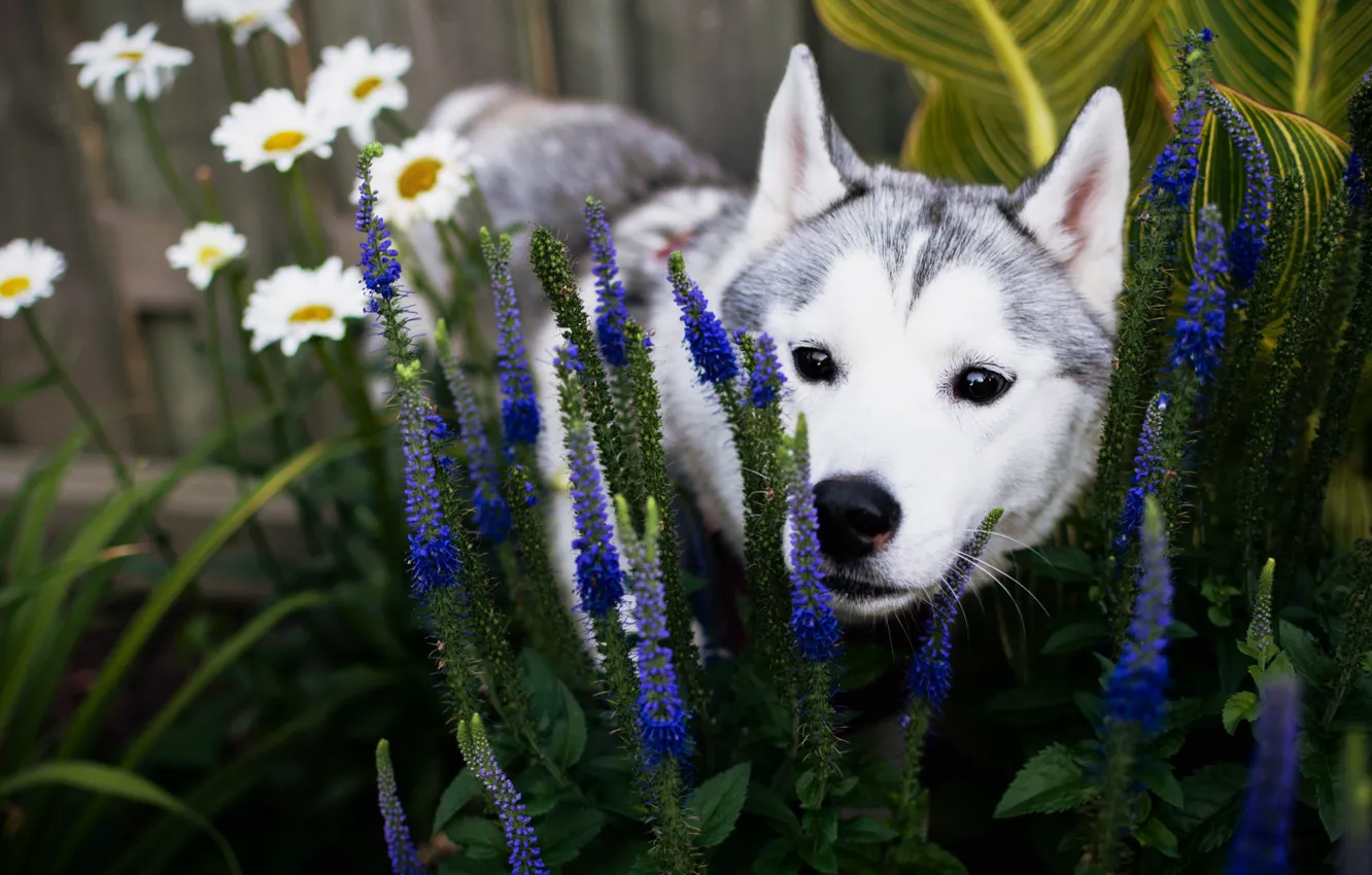 Фото обои лето, морда, цветы, собака, сад, щенок, клумба, хаски