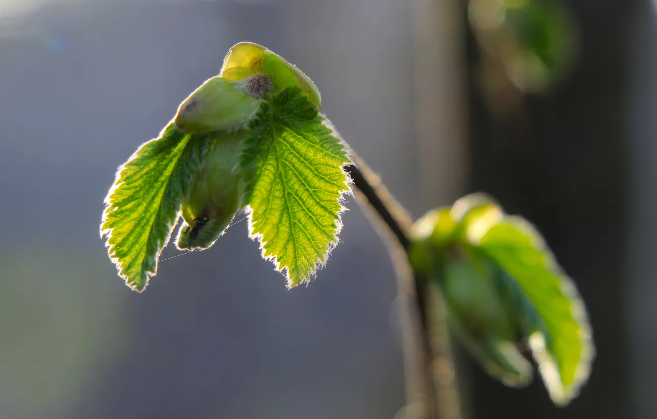 Фото обои spring, leaf, twig