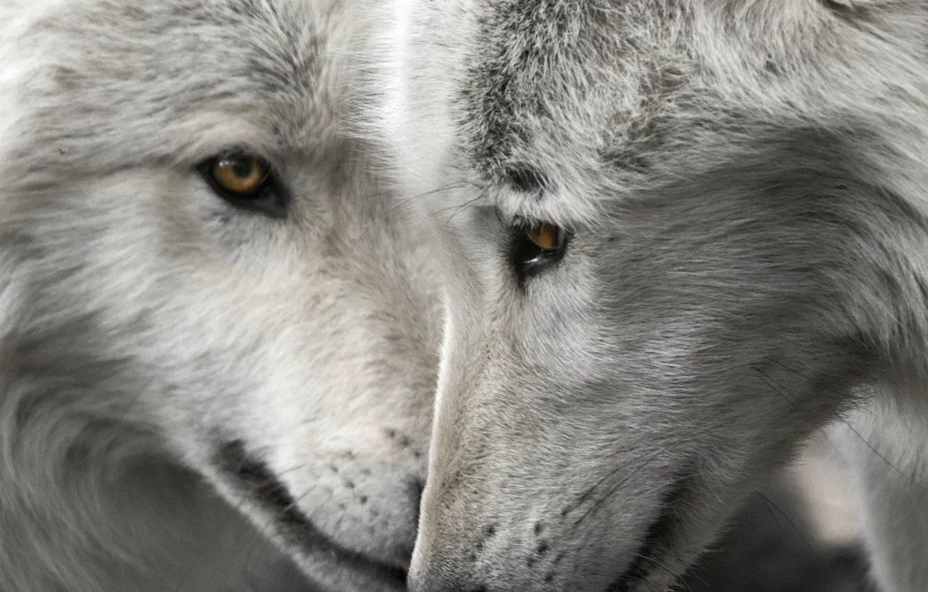 Фото обои love, face, wolf, wildlife, head, fur, mammal, whiskers