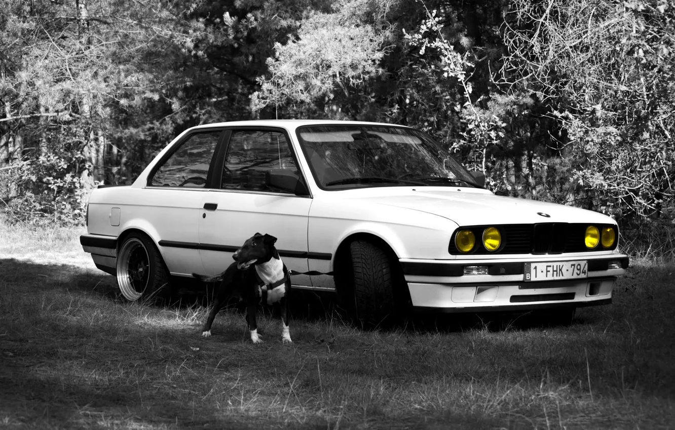 Фото обои собака, BMW, бультерьер, dog, E30, bulterier