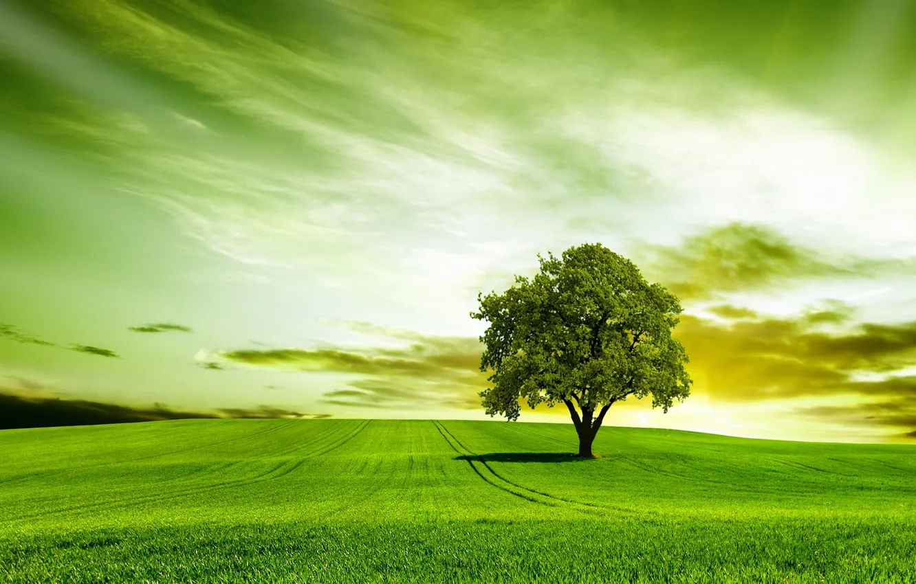 Фото обои зелень, поле, природа, дерево, grass, травка, field, nature