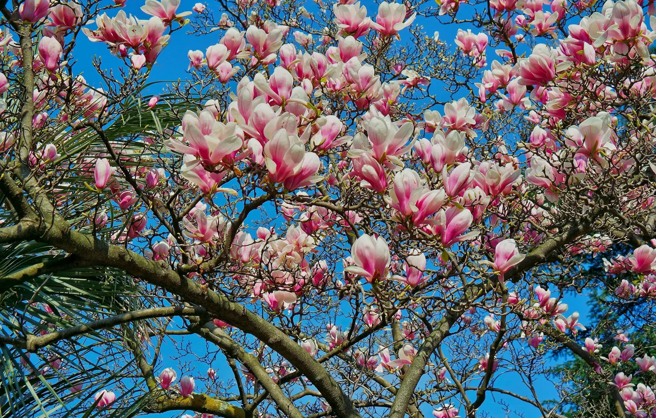 Фото обои небо, дерево, весна, лепестки, магнолия