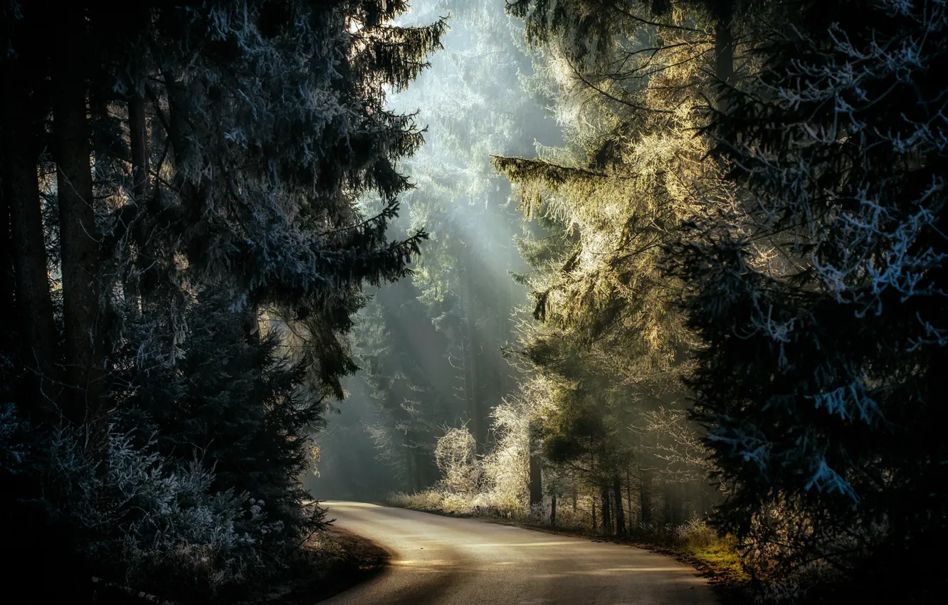Фото обои иней, дорога, лес, свет