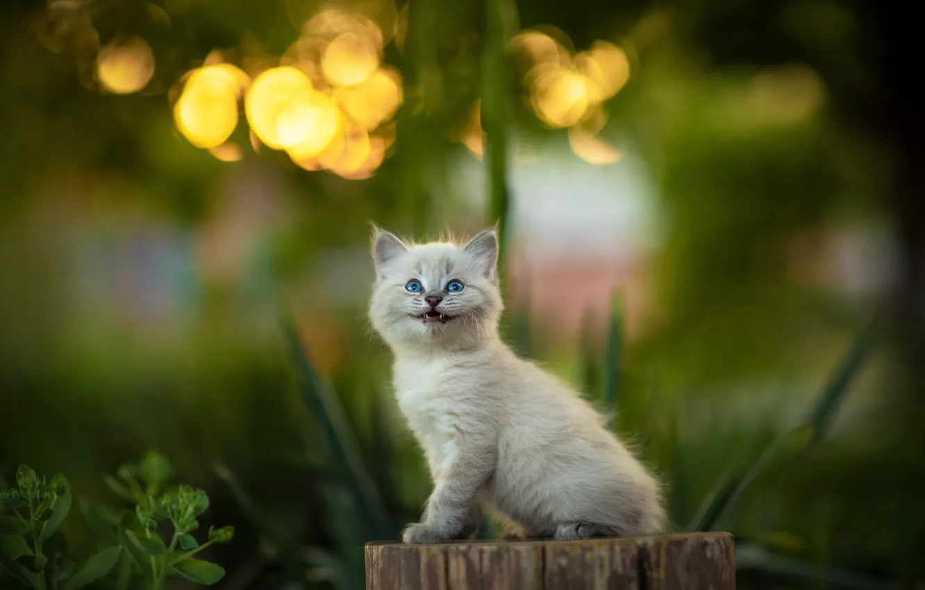 Фото обои пень, котёнок, голубые глаза, колода, Юрий Коротун