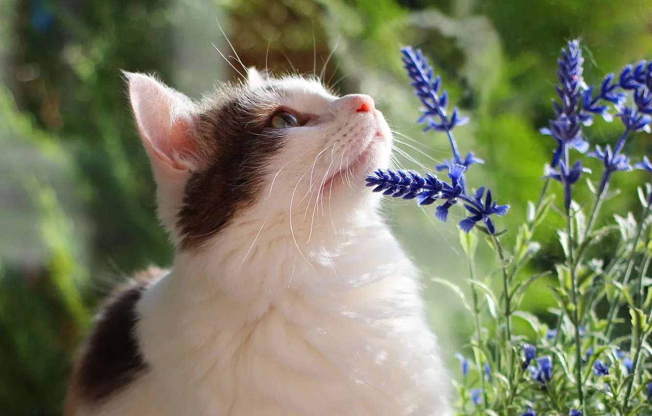 Фото обои кошка, лето, кот, взгляд, морда, цветы, зеленый, фон