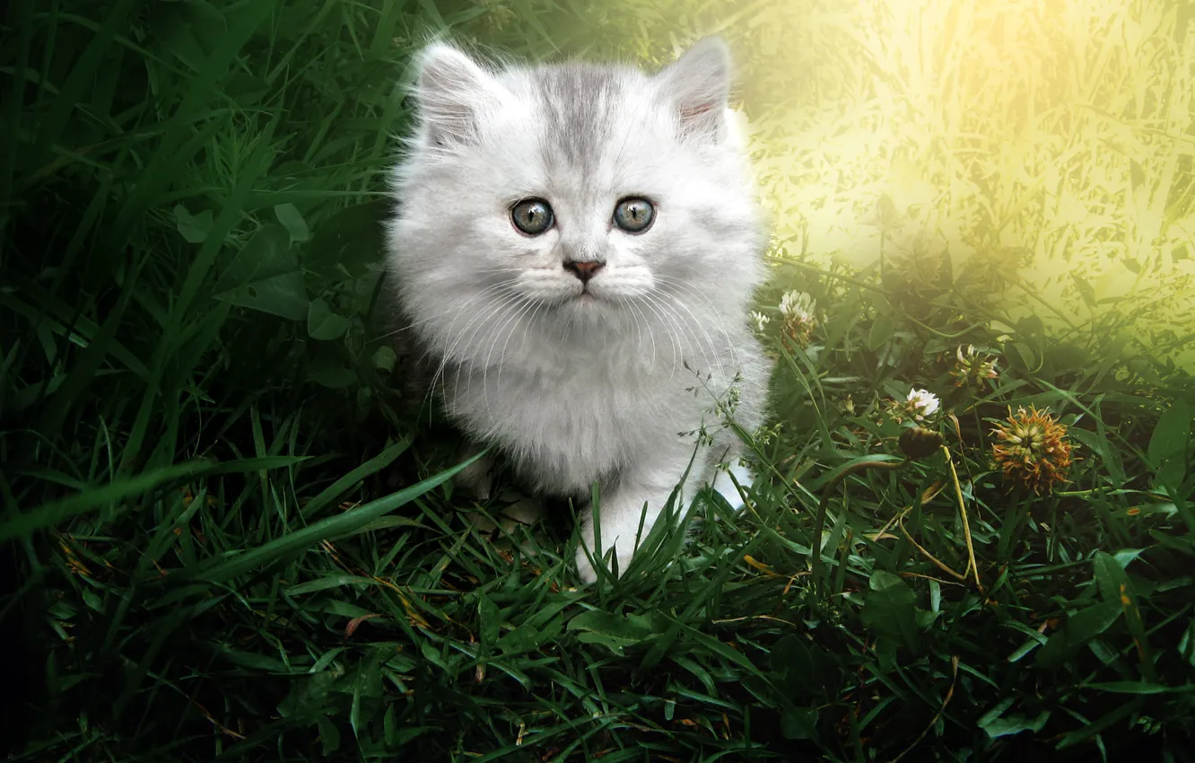Фото обои кошка, лето, трава, взгляд, свет, котенок, серый, светлый