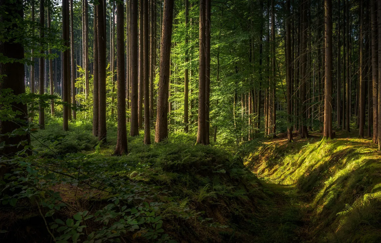 Фото обои лес, Germany, Bavaria, солнечный свет, Oberschoenenfeld