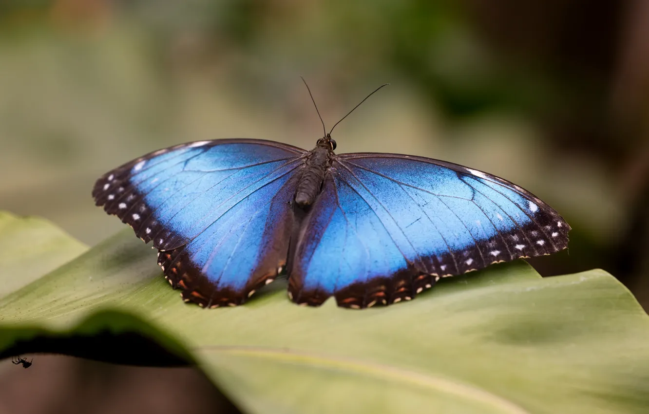 Фото обои макро, фон, бабочка, листок, растение, насекомое, крылышки, голубая