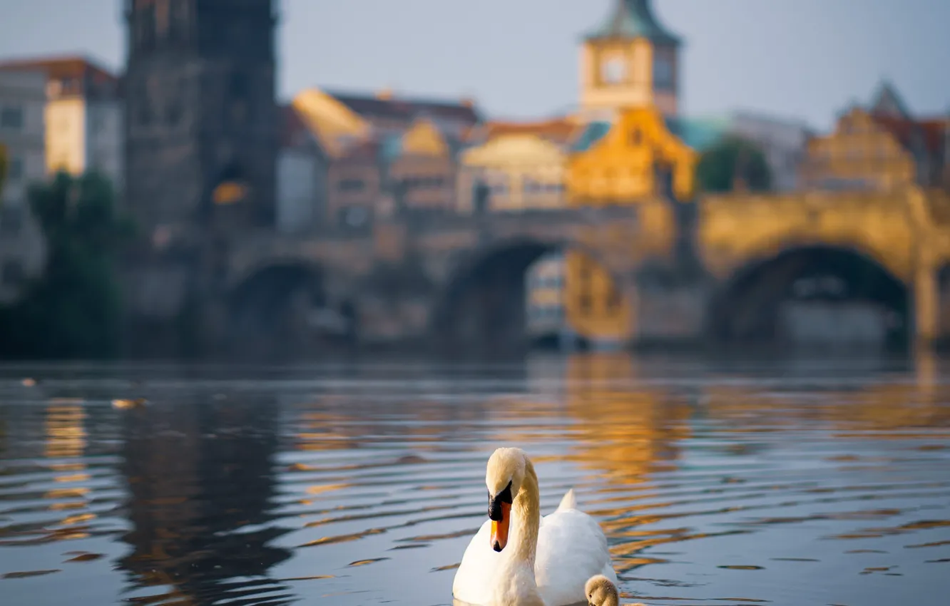 Фото обои птицы, мост, город, река, здания, Прага, Чехия, лебедь