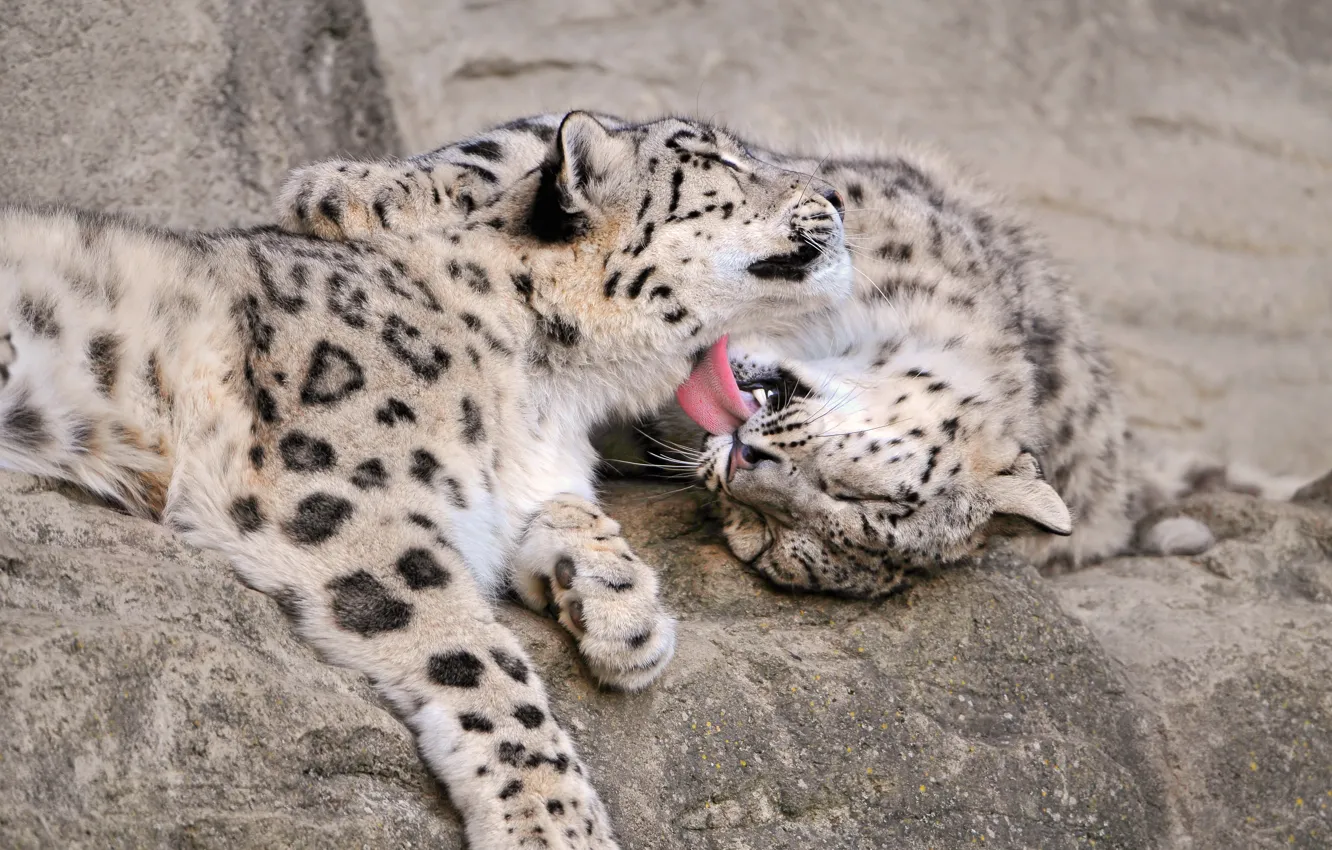 Фото обои язык, любовь, кошки, камни, ирбис, снежный барс, ©Tambako The Jaguar