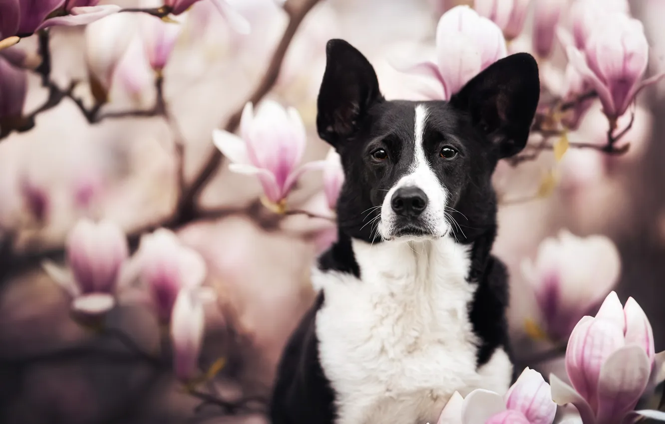 Фото обои взгляд, морда, цветы, собака, цветение, магнолия