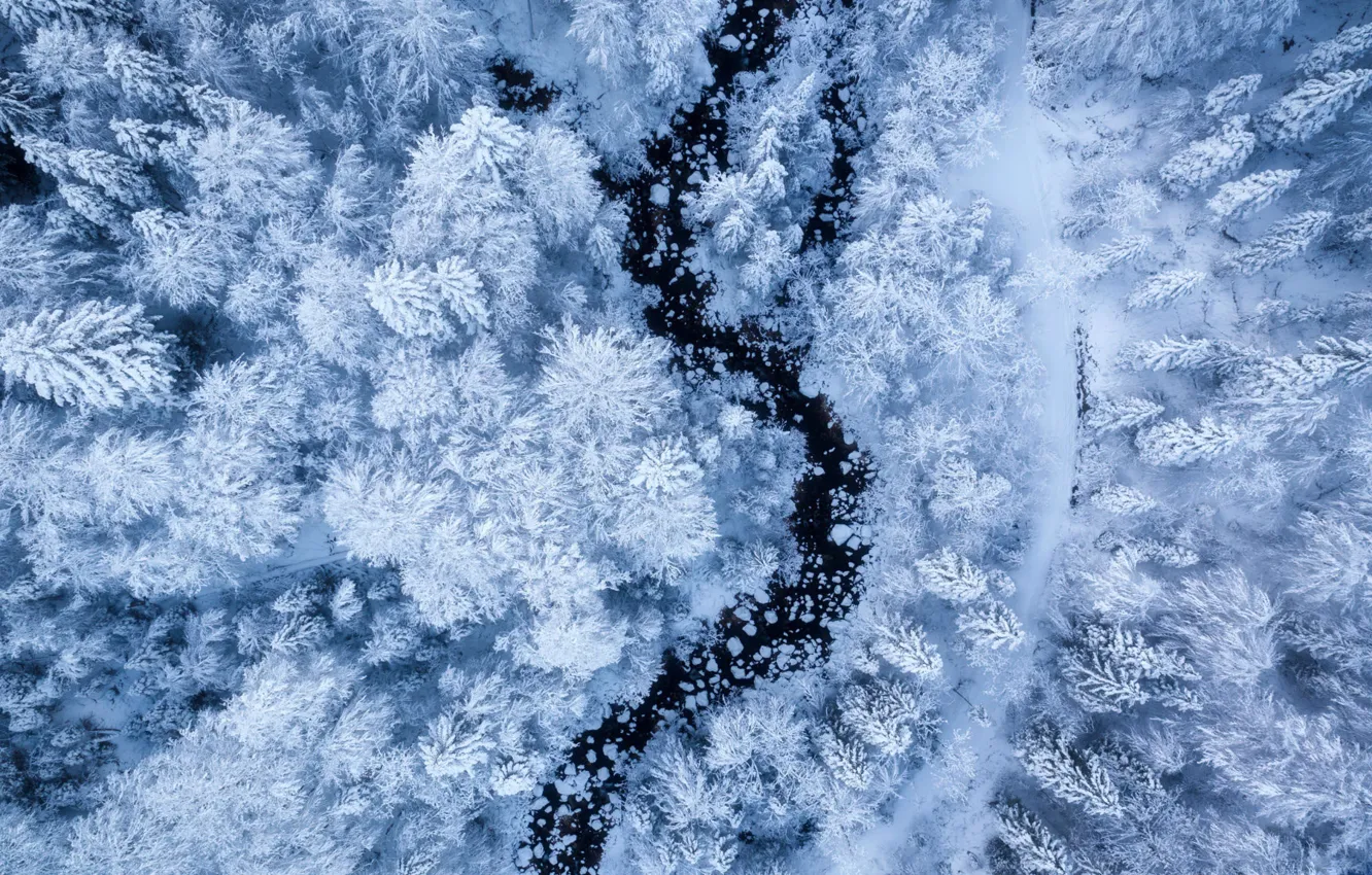 Фото обои зима, иней, лес, снег, деревья, река, высота, ели
