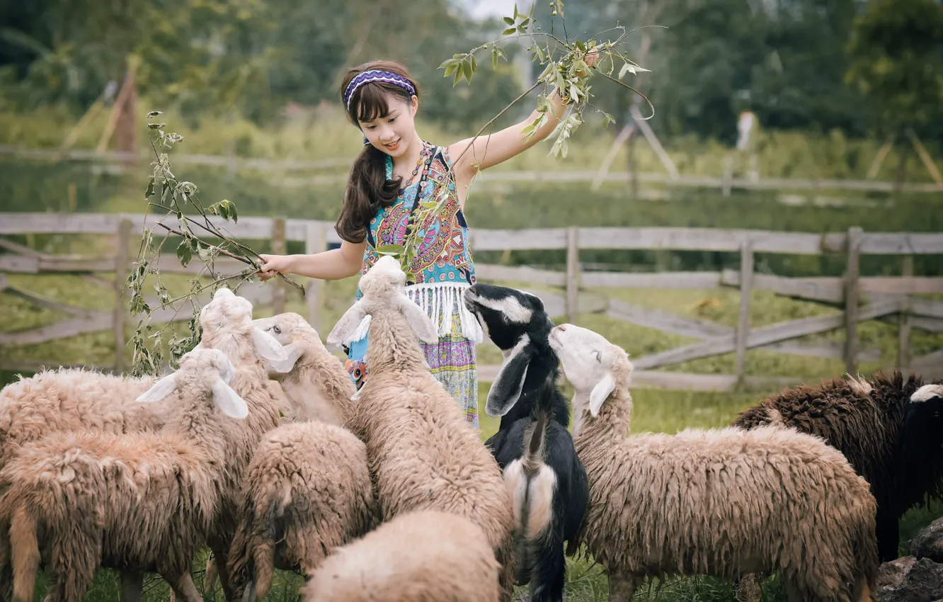 Фото обои природа, улыбка, овцы, азиатка, стадо