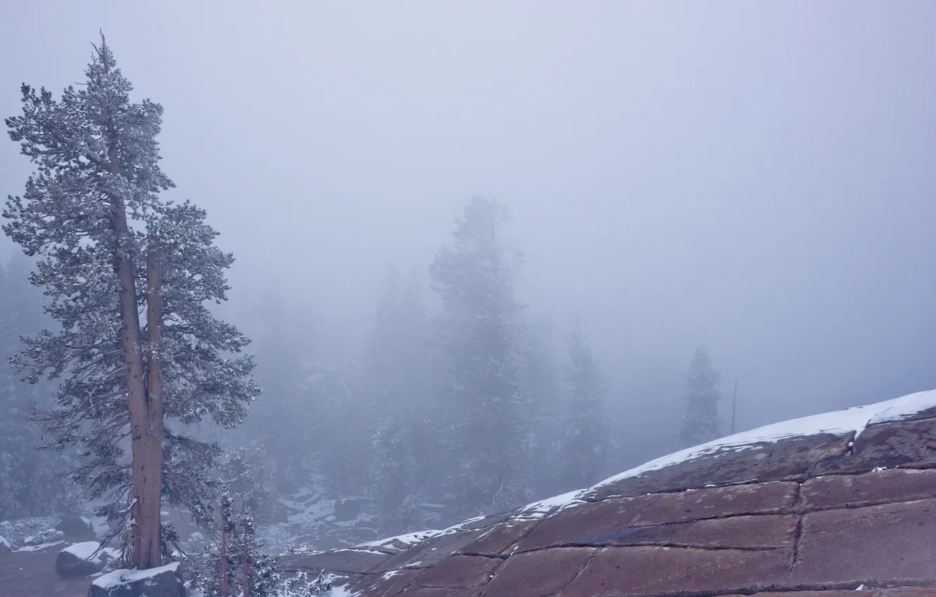 Фото обои пейзаж, природа, туман, дерево, гора