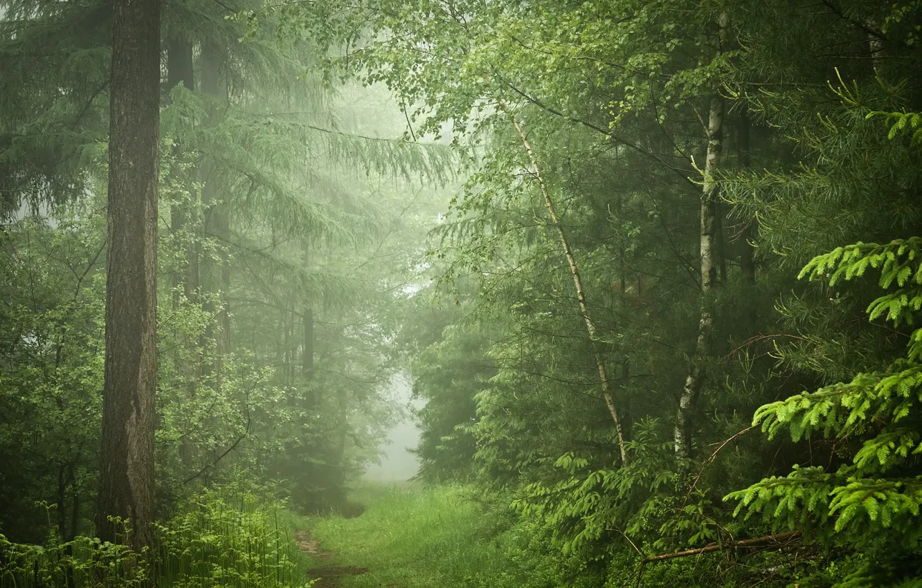 Фото обои лес, деревья, Германия, тропинка