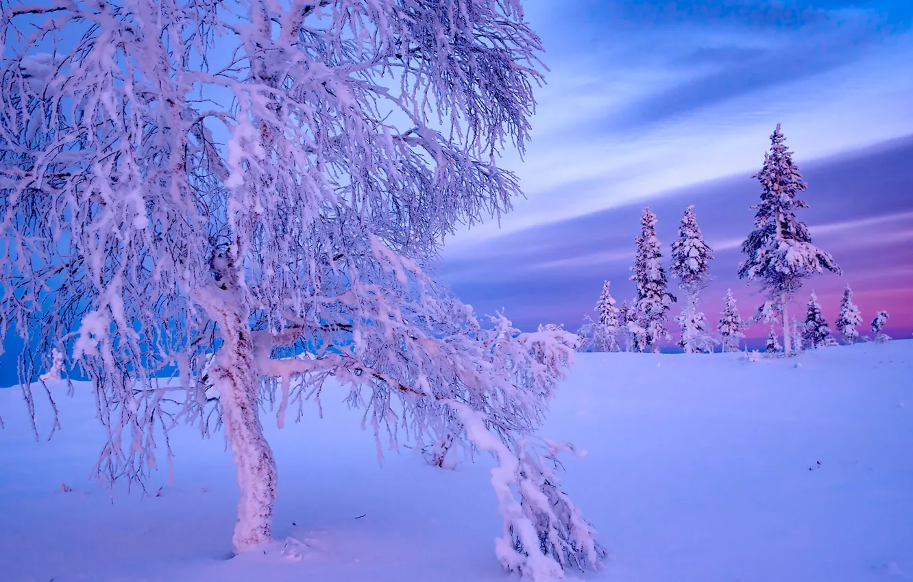 Фото обои зима, снег, дерево, ели, Финляндия, Finland, Lapland, Лапландия