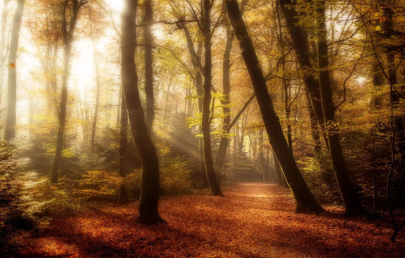 Фото обои осень, лес, листья, солнце, лучи, свет, деревья, ветки