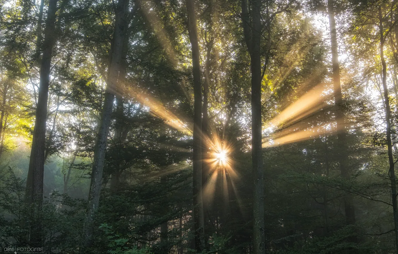 Фото обои лес, солнце, свет, деревья, природа
